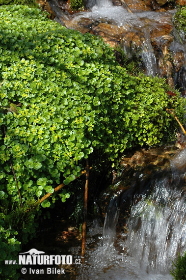 Chrysosplenium oppositifolium