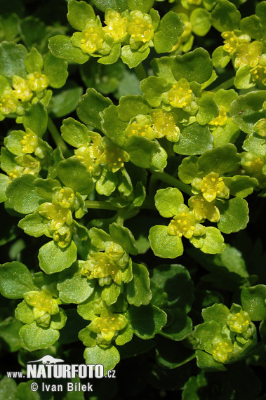 Chrysosplenium oppositifolium