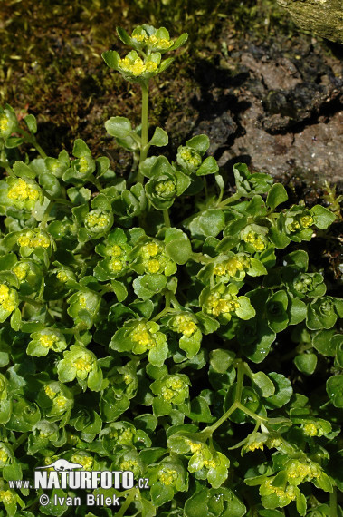 Chrysosplenium oppositifolium