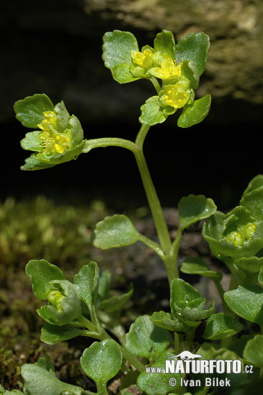 Chrysosplenium oppositifolium