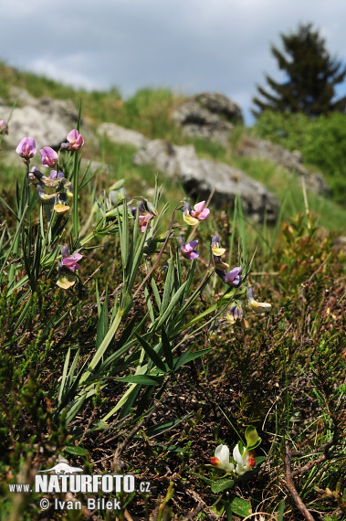 Cicerchia montana