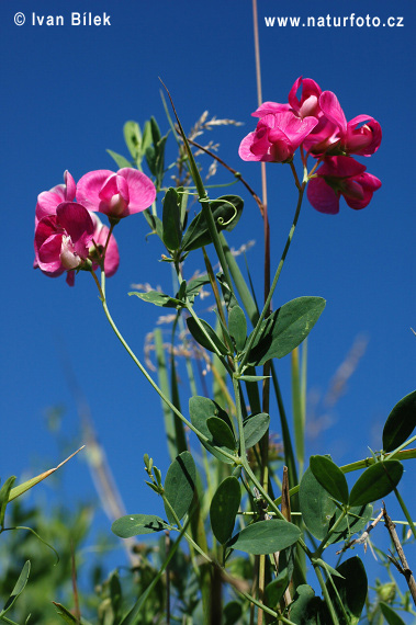 Cicerchia tuberosa