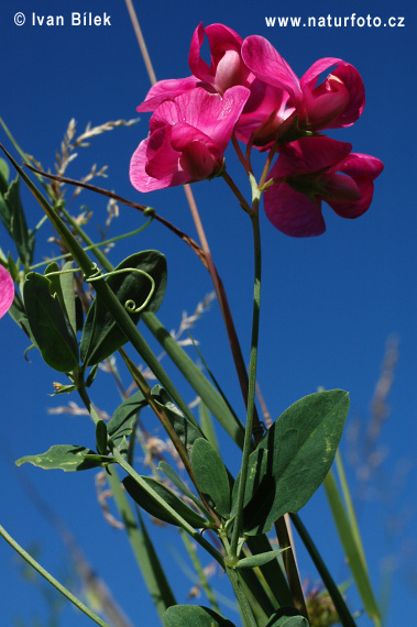 Cicerchia tuberosa