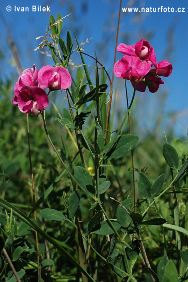 Cicerchia tuberosa