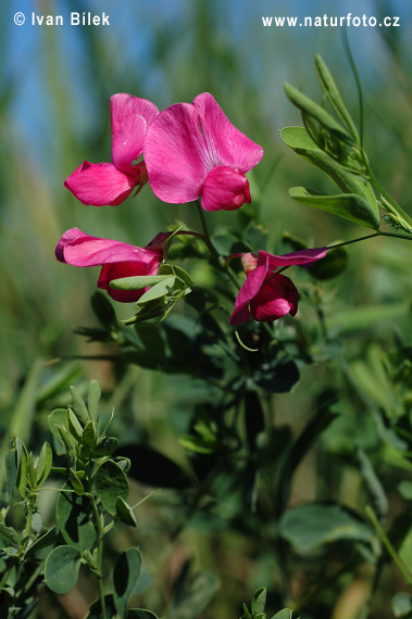 Cicerchia tuberosa