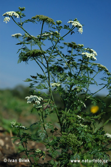 Cicuta aglina - Cicuta minore - Falso prezzemolo