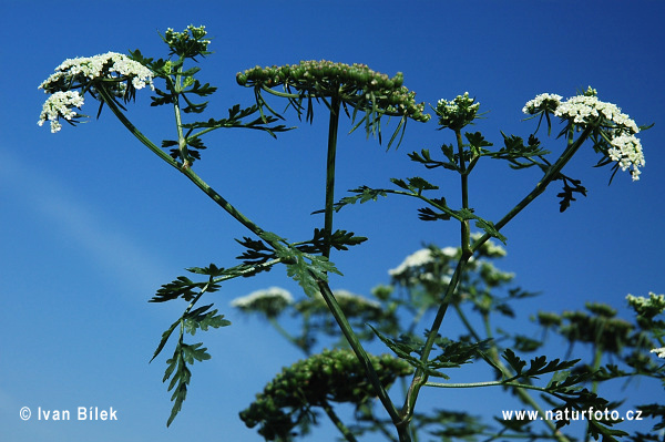 Cicuta menor