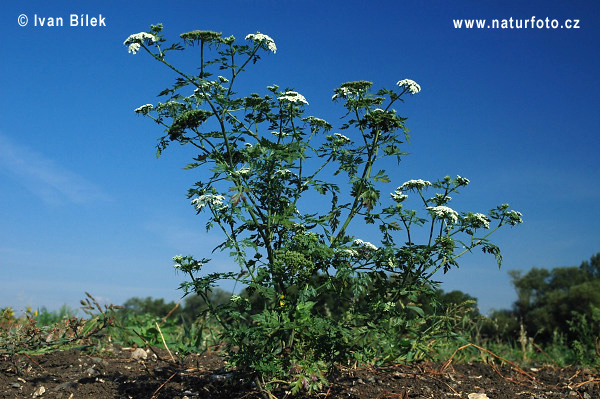 Cicuta menor