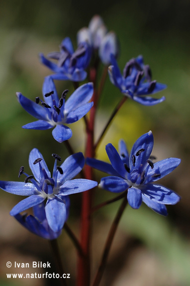 cilla bifolia L. subsp. vindobonensis Speta