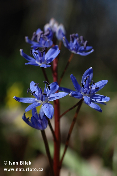 cilla bifolia L. subsp. vindobonensis Speta