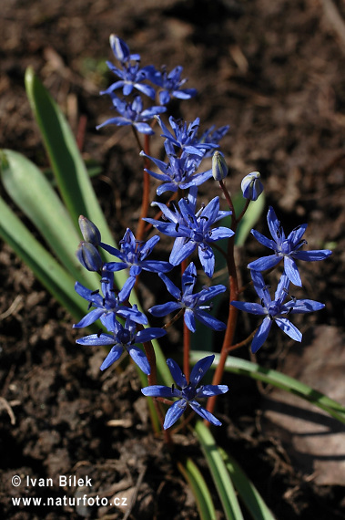 cilla bifolia L. subsp. vindobonensis Speta