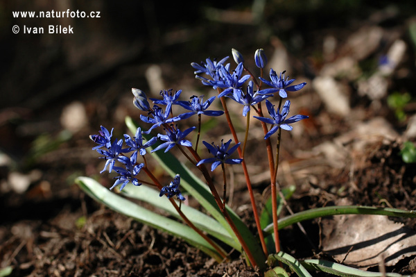 cilla bifolia L. subsp. vindobonensis Speta