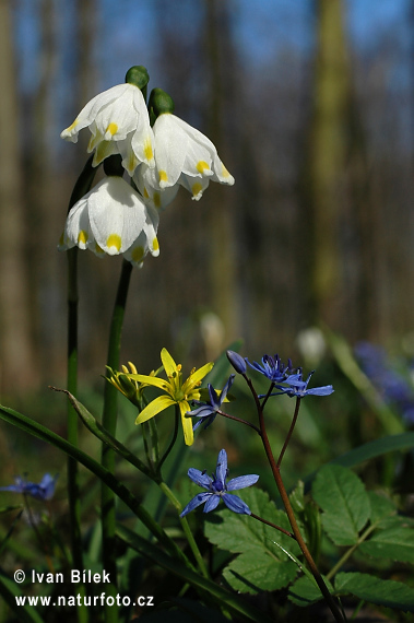 cilla bifolia L. subsp. vindobonensis Speta