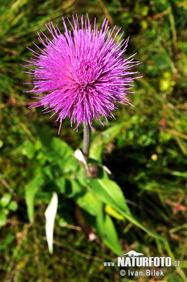 Cirse à feuilles variables - Cirse fausse Hélénie