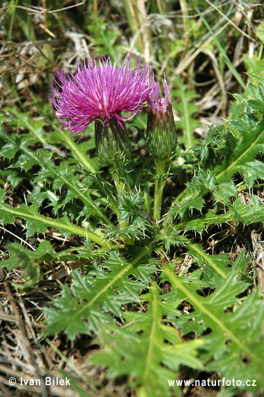 Cirsium acaule