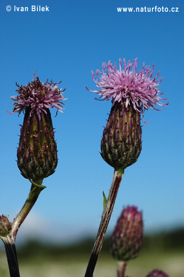 Cirsium arvense