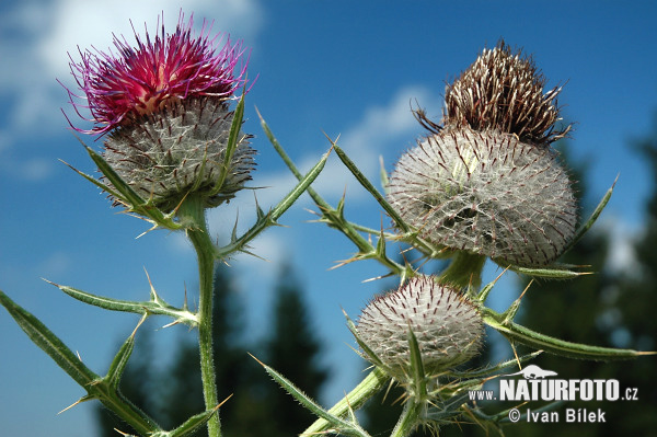 Cirsium eriophorum