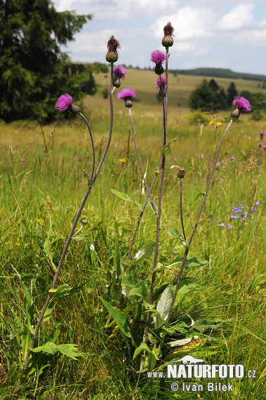 Cirsium heterophyllum