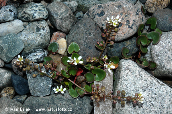 Cochlearia officinalis