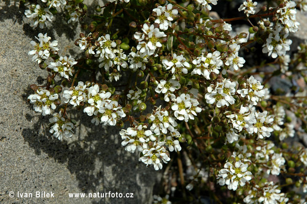 Cochlearia officinalis