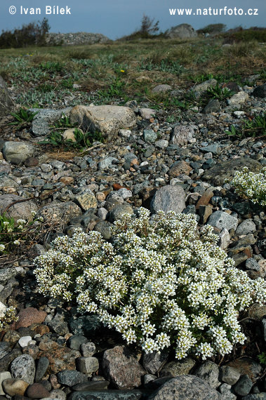 Cochlearia officinalis