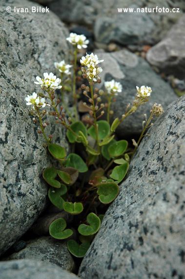 Cochlearia officinalis