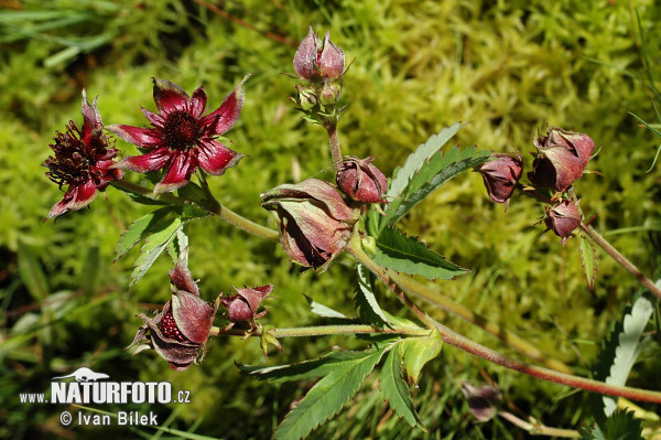 Comarum palustre