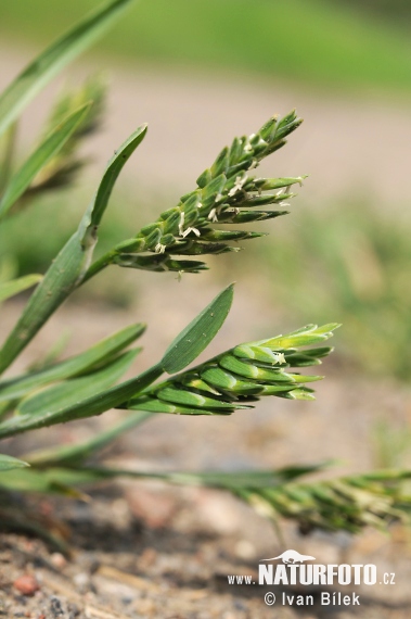 Common Hardgrass (Sclerochloa dura)