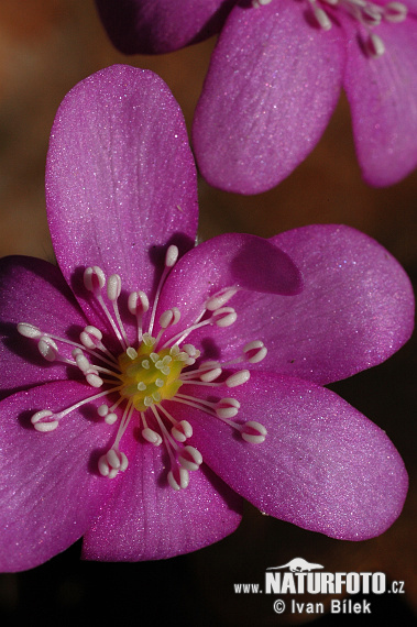 Common Hepatica (Hepatica nobilis)