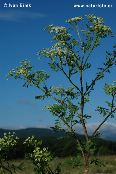 Conium maculatum