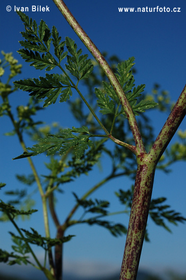 Conium maculatum