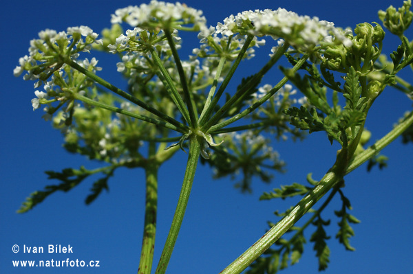 Conium maculatum