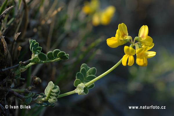 Coronilla vaginalis