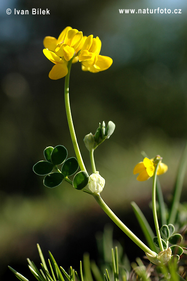 Coronilla vaginalis