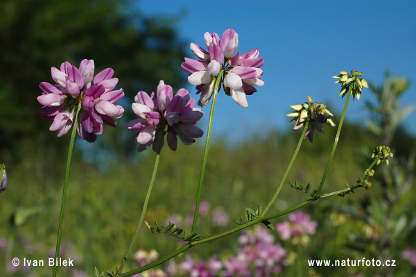 Coronilla varia