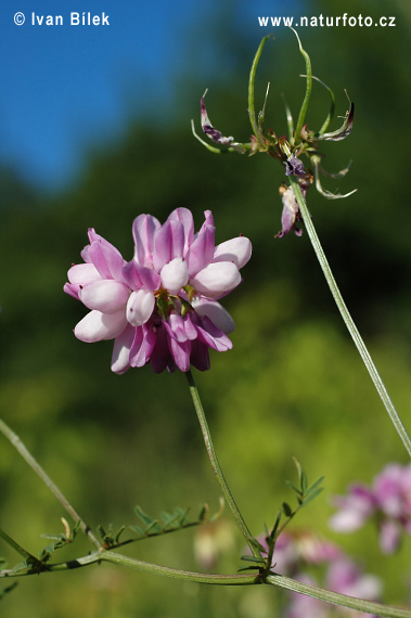 Coronilla varia