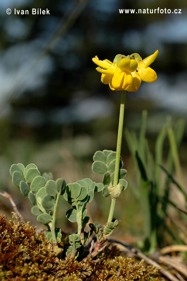 Coronille engainante
