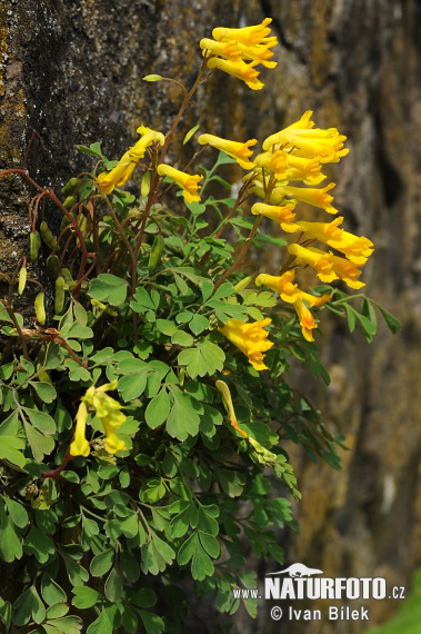 Corydalis capnoides