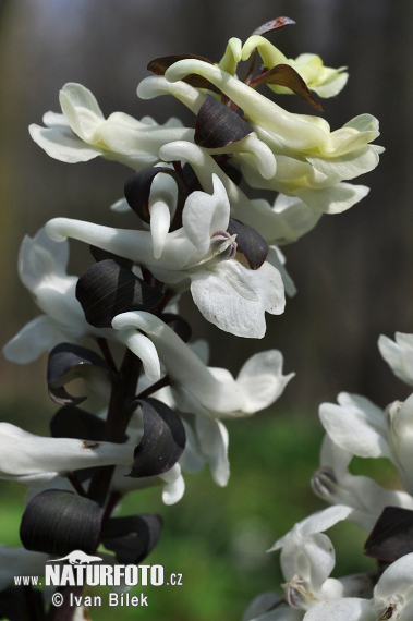 Corydalis cava