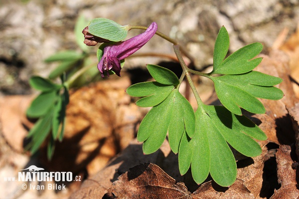 Corydalis intermedia