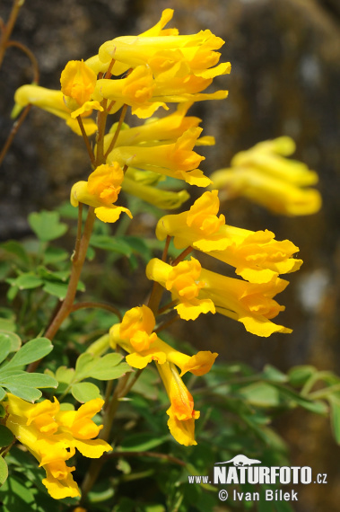 Corydalis lutea