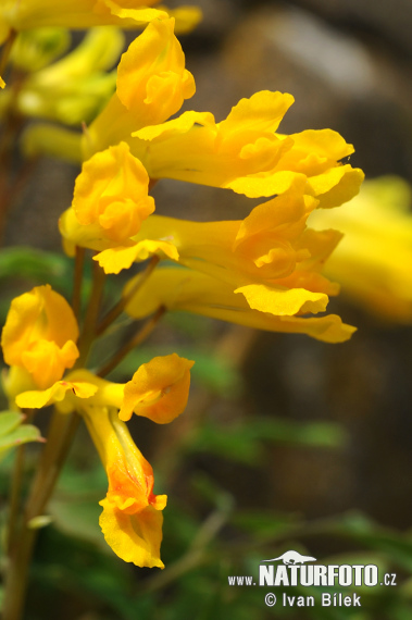 Corydalis lutea