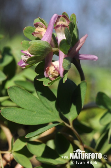 Corydalis pumila