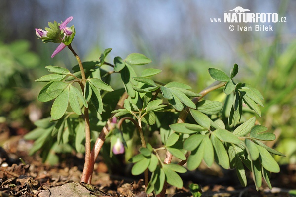 Corydalis pumila