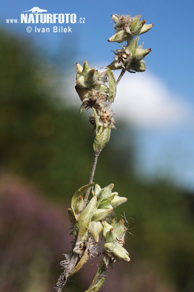 Cotonnière des champs - Gnaphale des champs