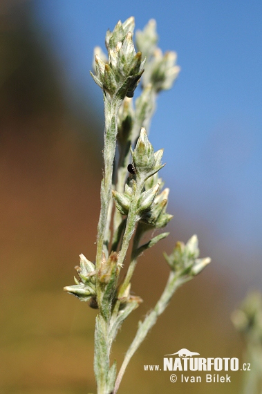 Cotonnière naine