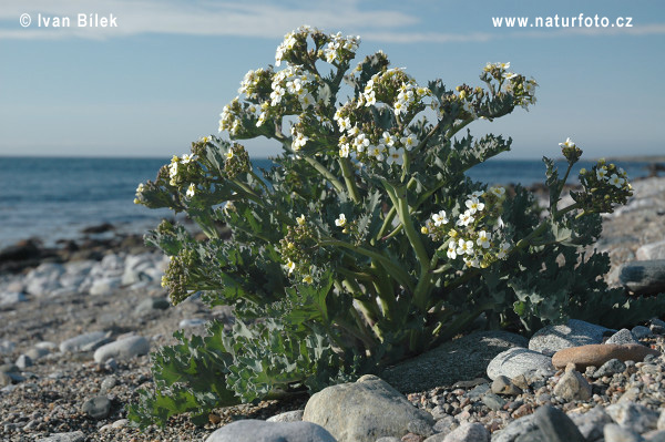 Crambe maritima