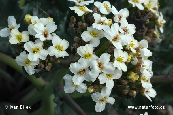 Crambe maritima