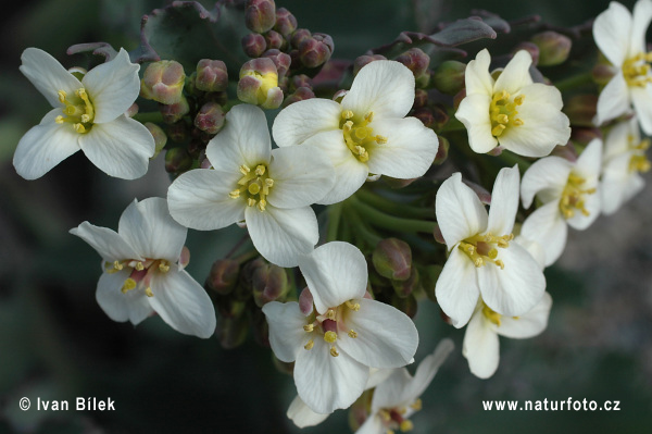 Crambe maritima