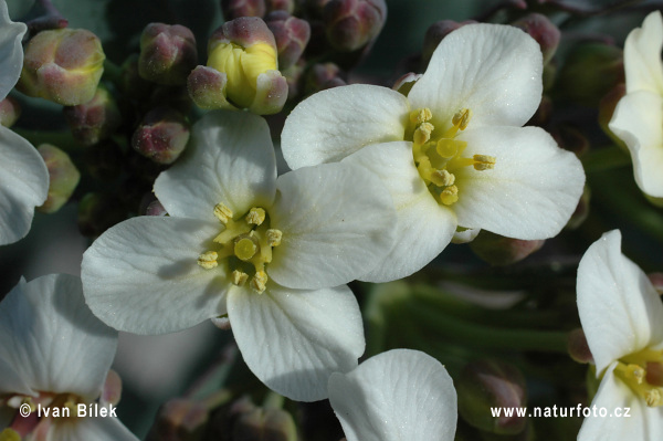 Crambe maritima